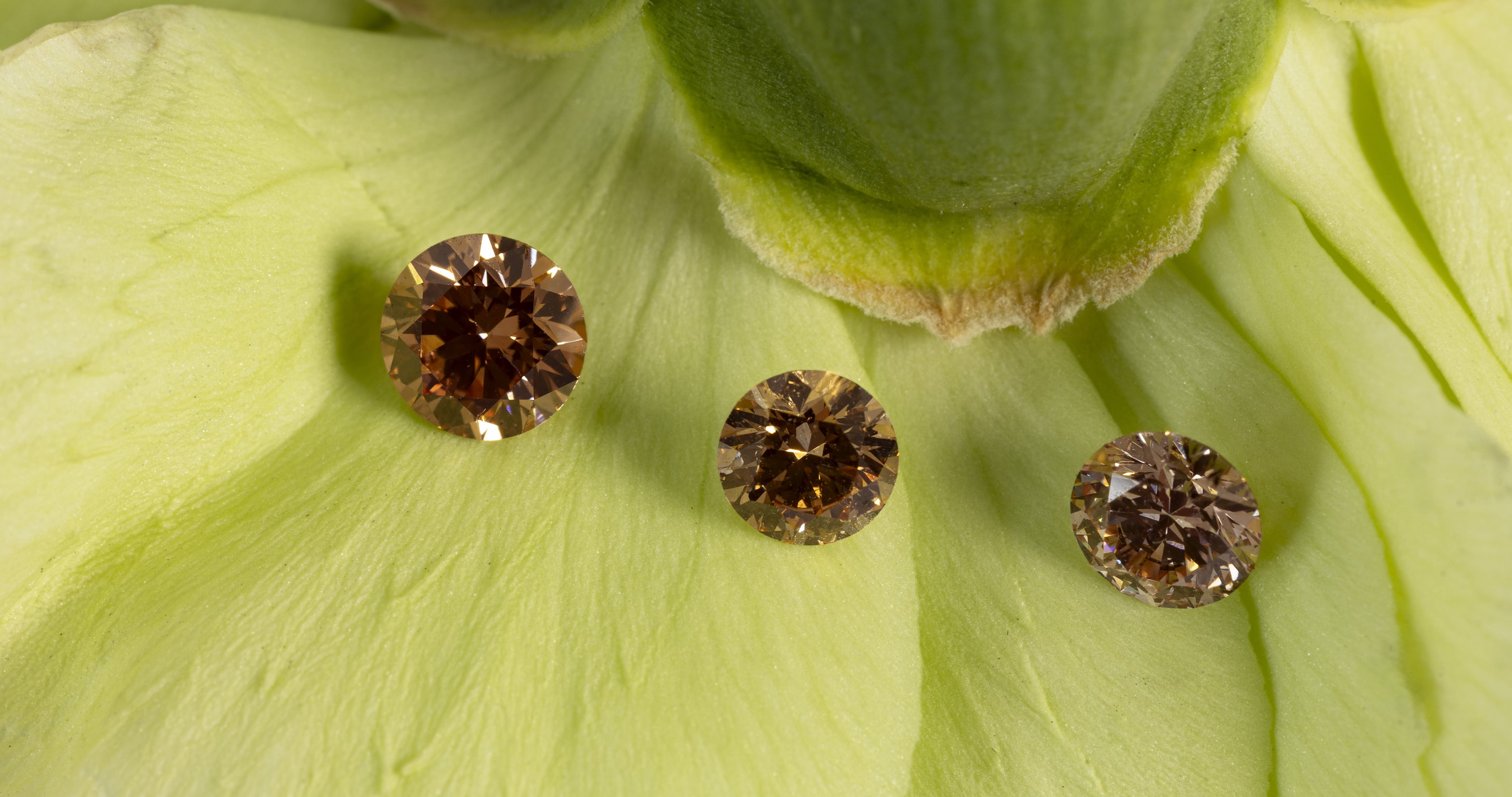 Diamants de laboratoire couleur chocolat certifiés IGI posés sur un pétale de fleur verte